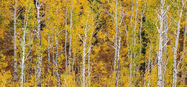 Gulin, Sylvia 아티스트의 USA-Idaho-Highway 36 west of Liberty and hillsides covered with Aspens in autumn panorama작품입니다.
